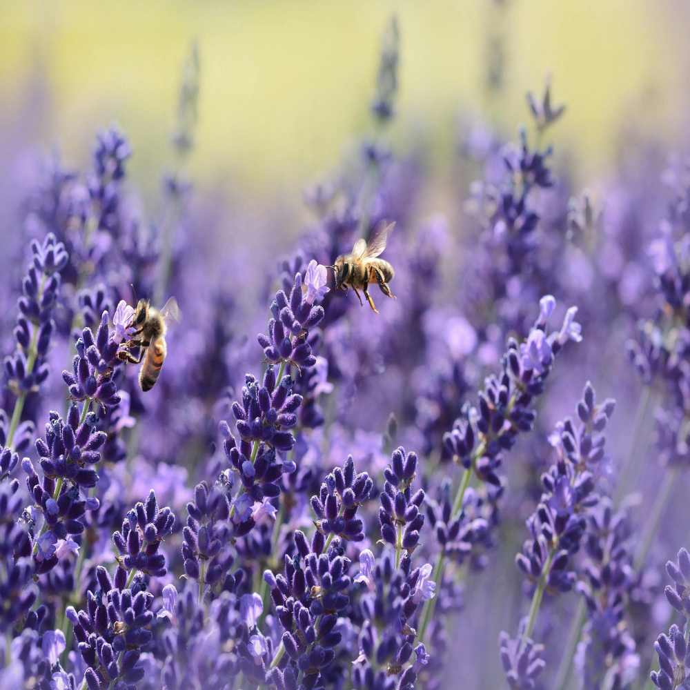 The Healing Properties of Honey